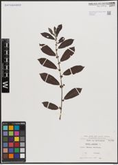 Foto von Salix cinerea L.